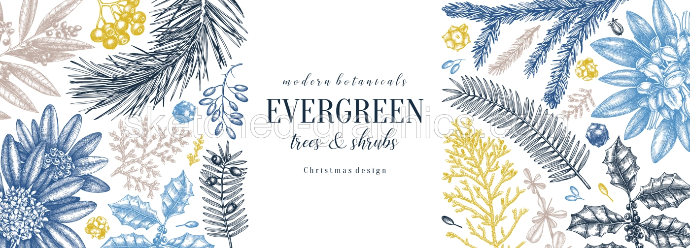 Christmas banner design in color. Vector frame with hand sketched winter flowers, evergreen plants and conifers. Vintage background with botanical elements. Engraved style vintage winter illustration. Illustration